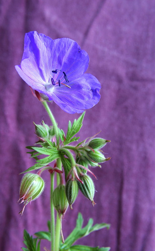 pakost lúčny Geranium pratense L.