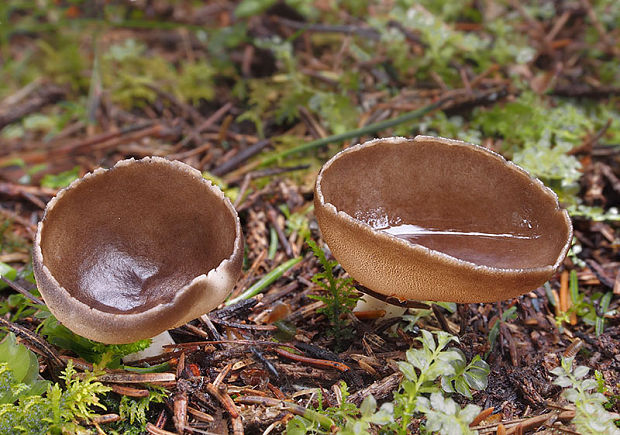 chriapač sosnový Helvella leucomelaena (Pers.) Nannf.