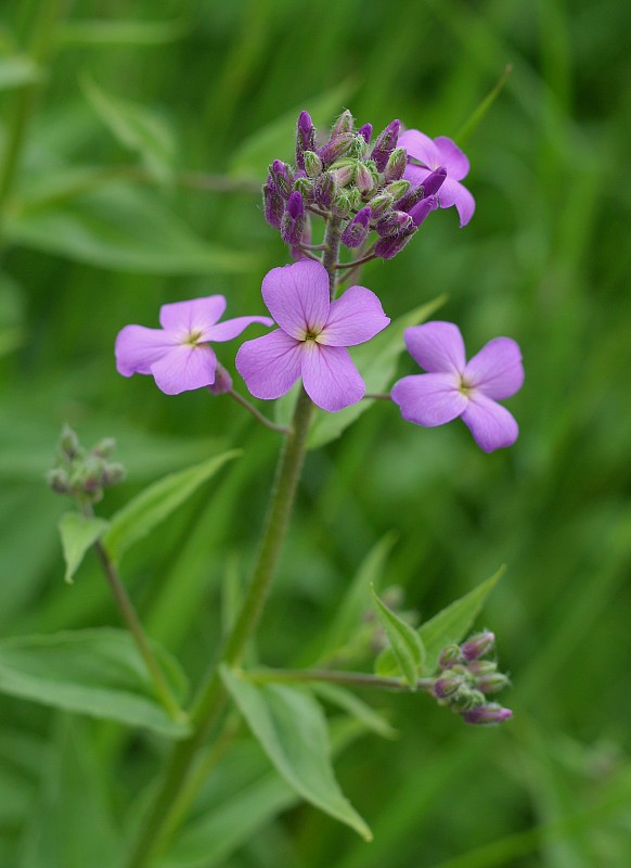 večernica srstnatá Hesperis pycnotricha Borbás et Degen