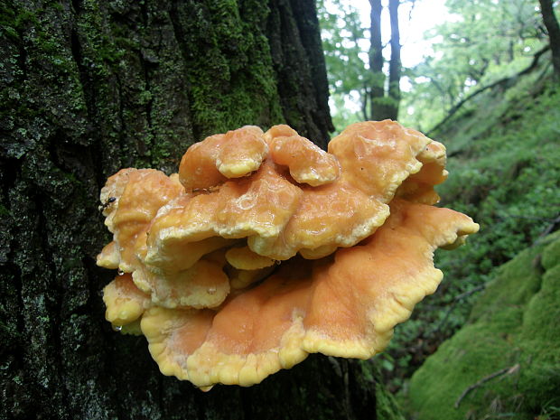 sírovec obyčajný Laetiporus sulphureus (Bull.) Murrill