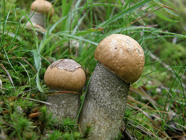 kozák žltooranžový Leccinum versipelle (Fr. & Hök) Snell