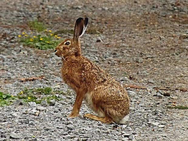 zajac poľný  Lepus europaeus  Pallas, 1778