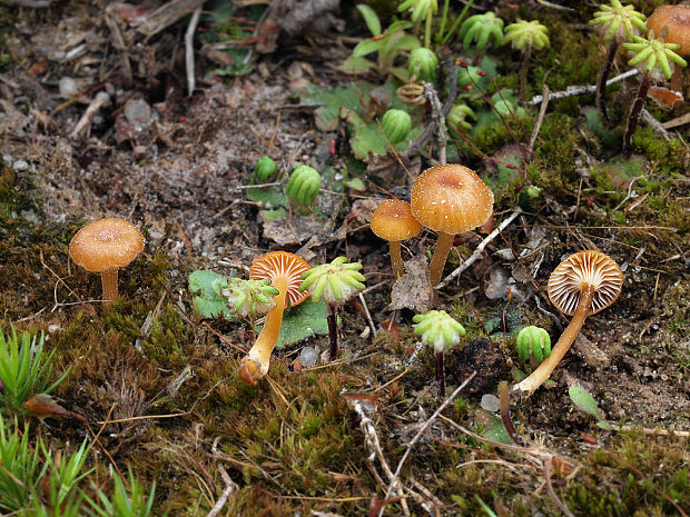 kalichovka Loreleia marchantiae (Singer & Clémençon) Redhead, Moncalvo, Vilgalys & Lutzoni