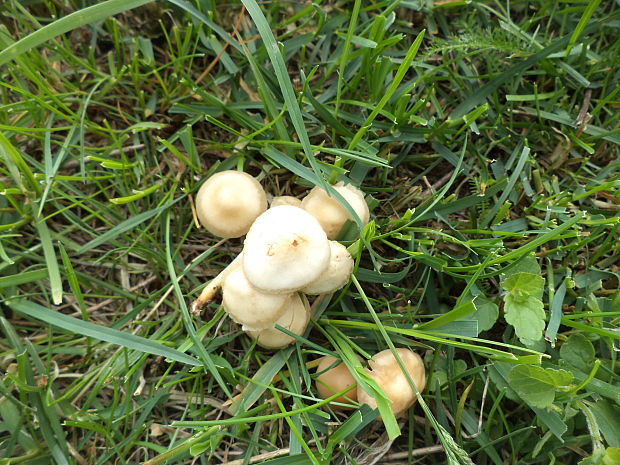 tanečnica poľná Marasmius oreades (Bolton) Fr.