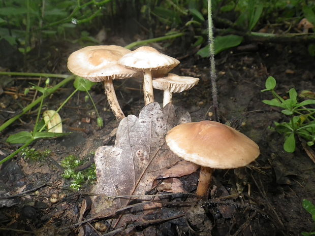 tanečnica poľná Marasmius oreades (Bolton) Fr.