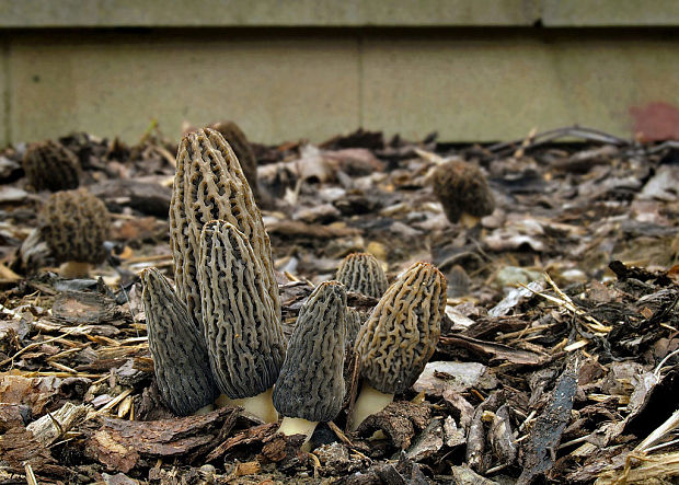 smrčok Morchella sp.