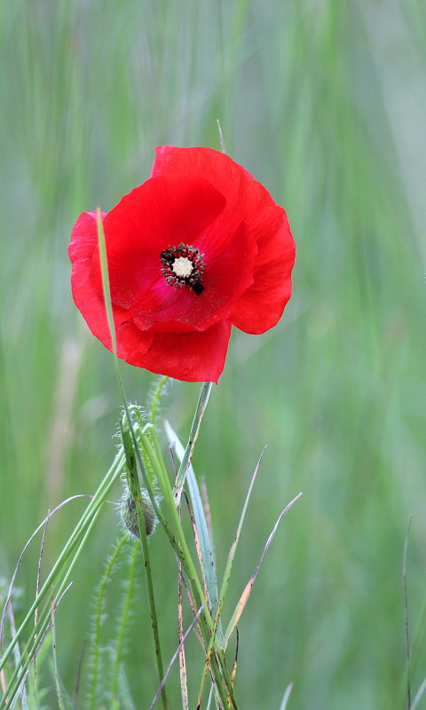 mak vlčí Papaver rhoeas L.