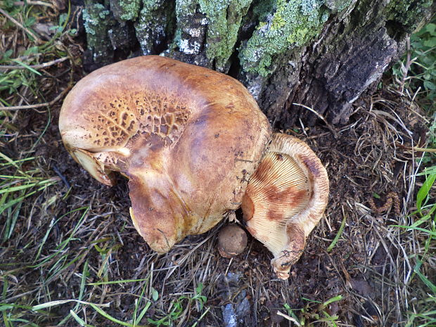 čechračka podvinutá Paxillus involutus (Batsch) Fr.