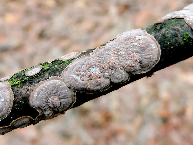 kornatka dubová Peniophora quercina (Pers.) Cooke