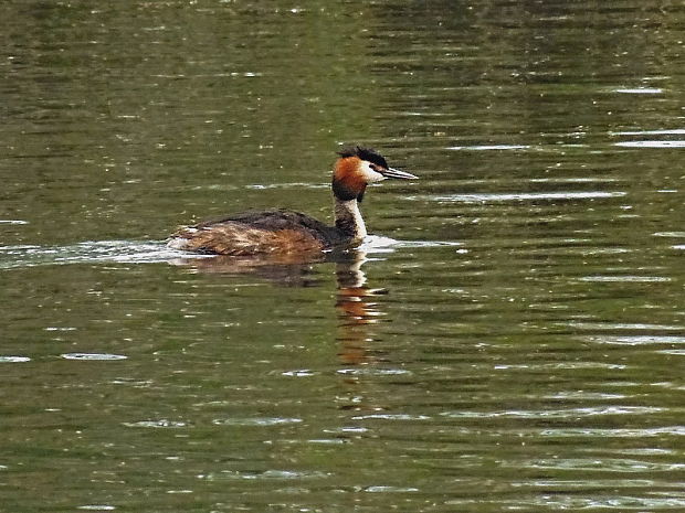 potápka chochlatá Podiceps cristatus Linnaeus, 1758