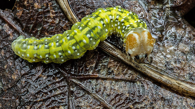 môrka dubová Polyploca ridens