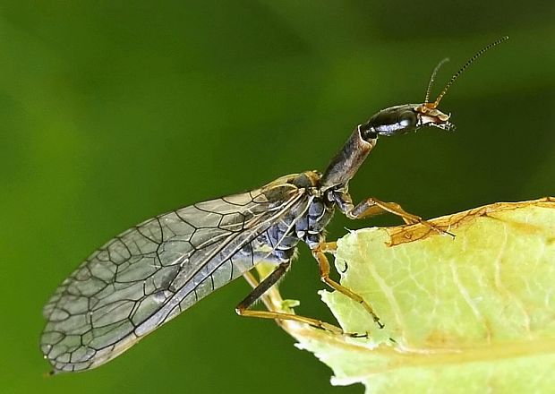 dlhokrčka obyčajná Raphidia flavipes