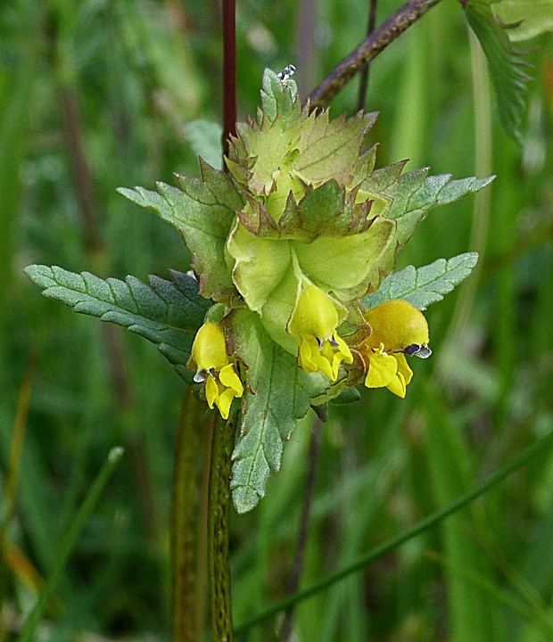 štrkáč Rhinanthus alectorolophus Pollich