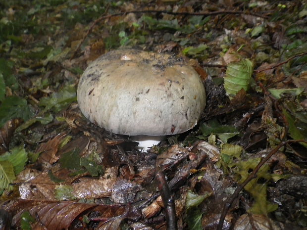 plávka modrastá Russula cyanoxantha (Schaeff.) Fr.