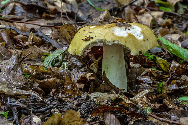 plávka Russula sp.