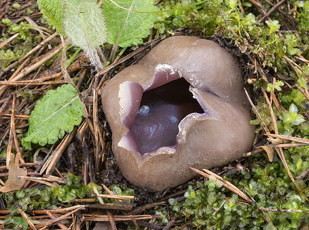 tulipánovka fialová Sarcosphaera coronaria (Jacq.) J. Schröt.