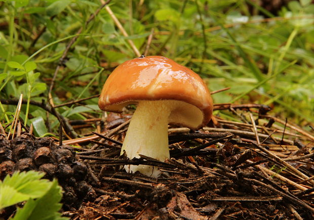 masliak zrnitý Suillus granulatus (L.) Roussel