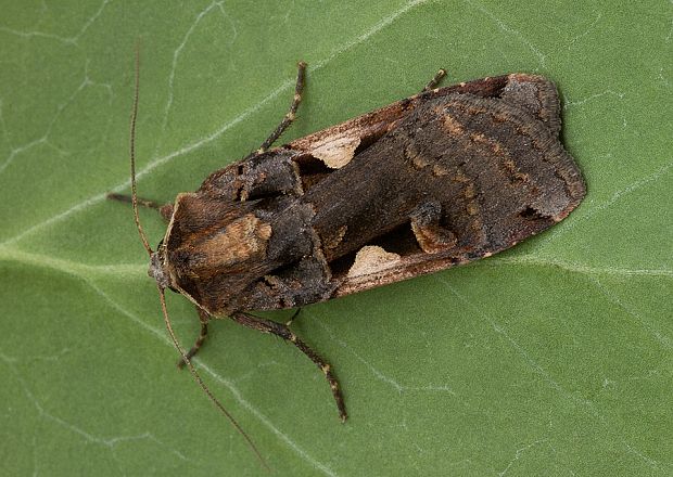 mora čiernosŕpková Xestia c-nigrum