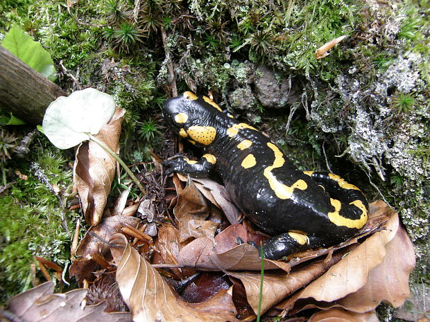 salamandra Škvrnitá