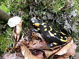 salamandra Škvrnitá