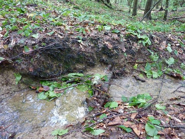 sklerócium trúdnika klobúčkatého