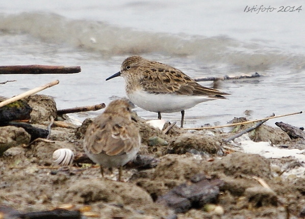 pobrežník sivý Calidris temminckii