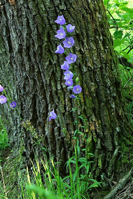 zvonček broskyňolistý Campanula persicifolia L.