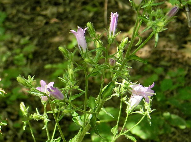 zvonček sibírsky Campanula sibirica L.