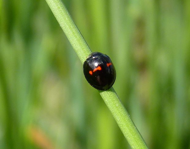 lienka Chilocorus bipustulatus