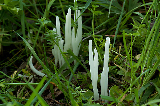 kyjačik lámavý Clavaria fragilis Holmsk.