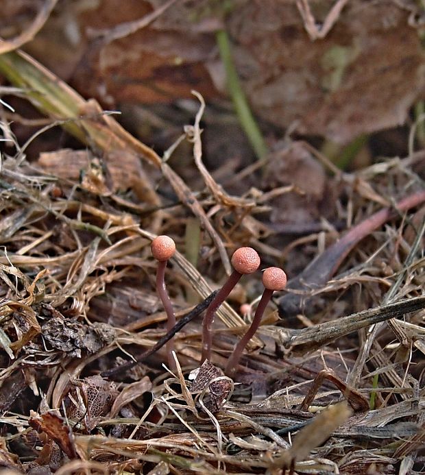 kyjanička purpurová Claviceps purpurea (Fr.) Tul.