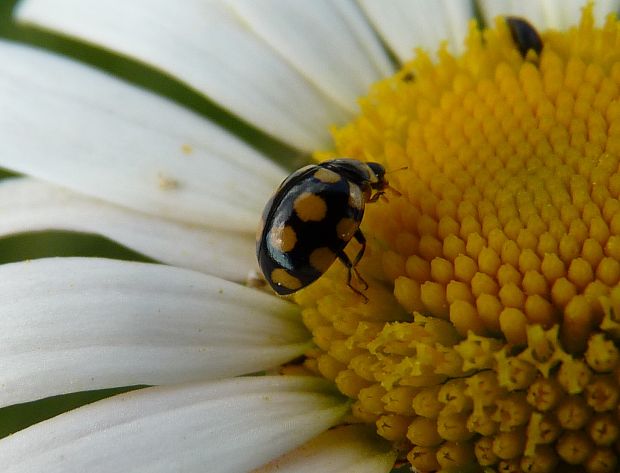 lienka  Coccinula quatuordecimpustulata