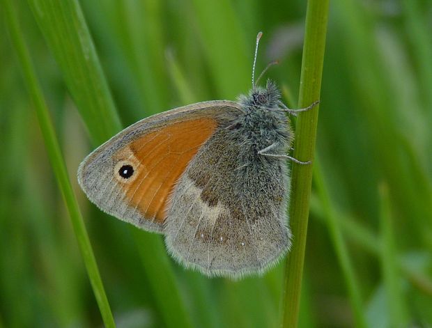 očkáň pohánkový  Coenonympha pamphilus