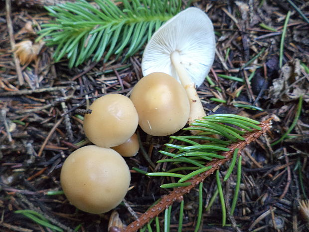 peniazovka ? Collybia sp.