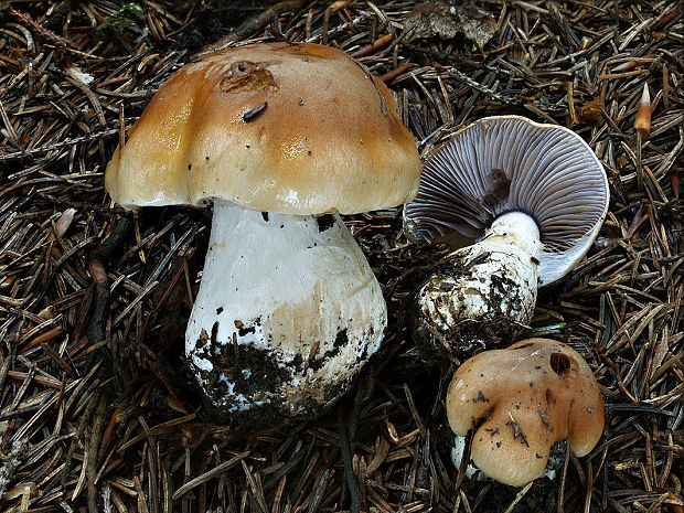 pavučinovec žemľový Cortinarius varius (Schaeff.) Fr.