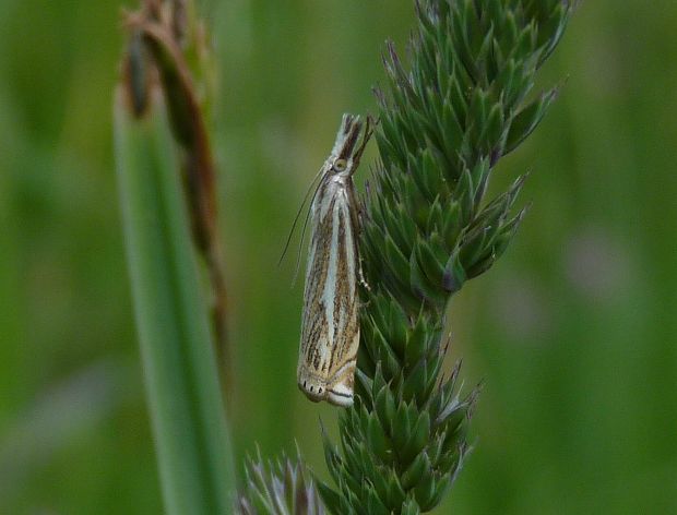 trávovec lúčny  Crambus lathoniellus