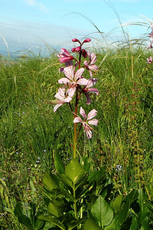 jasenec biely Dictamnus albus L.