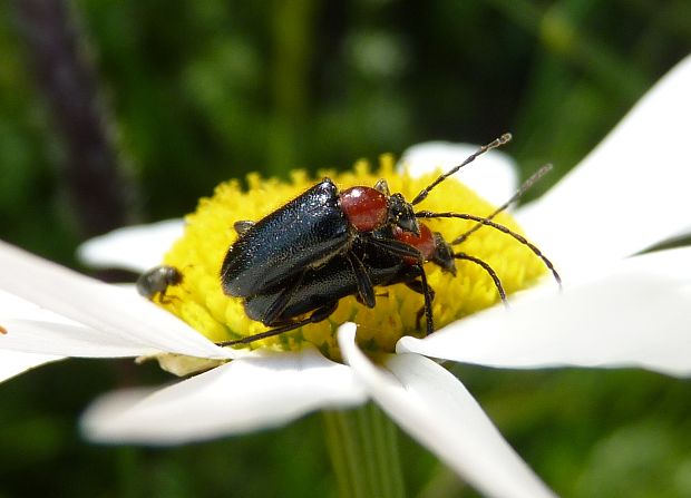 fuzáč Dinoptera collaris