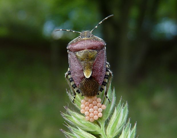 bzdocha obyčajná  Dolycoris baccarum