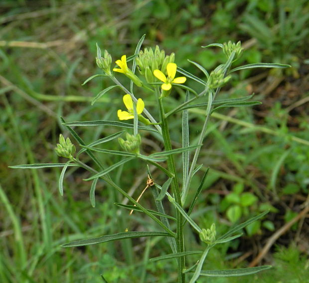 horčičník konáristý  Erysimum diffusum Ehrh.