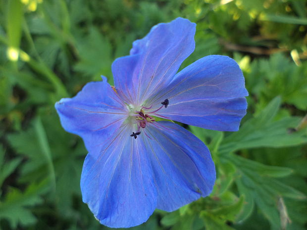 pakost lúčny Geranium pratense L.