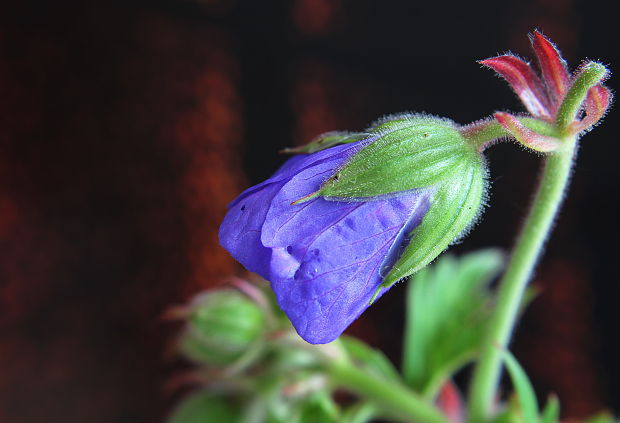 pakost lúčny Geranium pratense L.