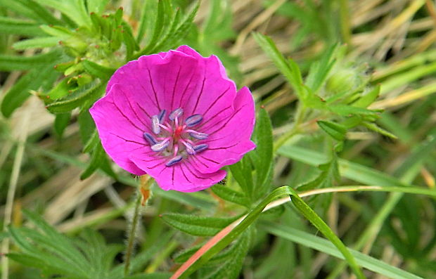 pakost krvavý Geranium sanguineum L.