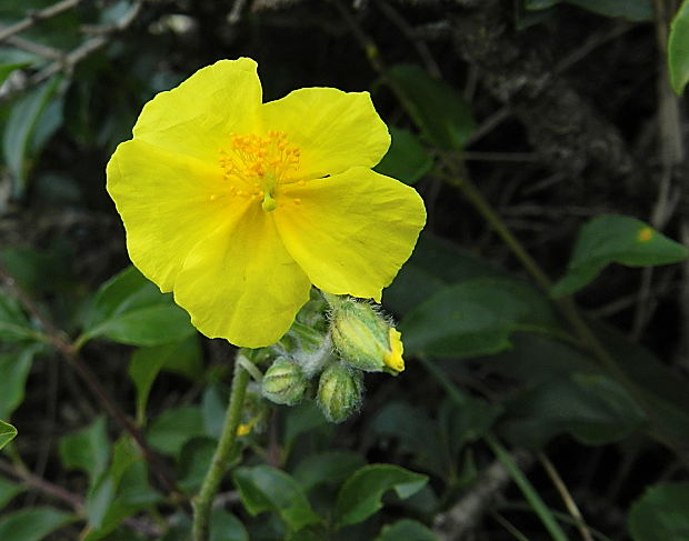 devätorník veľkokvetý tmavý Helianthemum grandiflorum subsp. obscurum (Pers. ex Wahlenb.) Holub