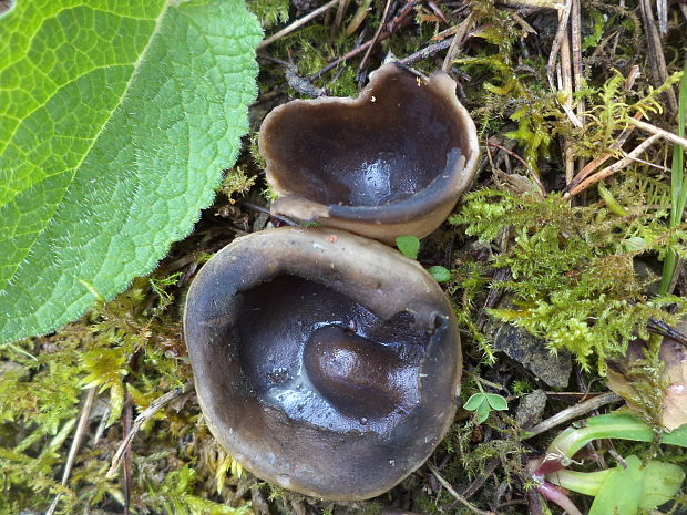 chriapač sosnový Helvella leucomelaena (Pers.) Nannf.