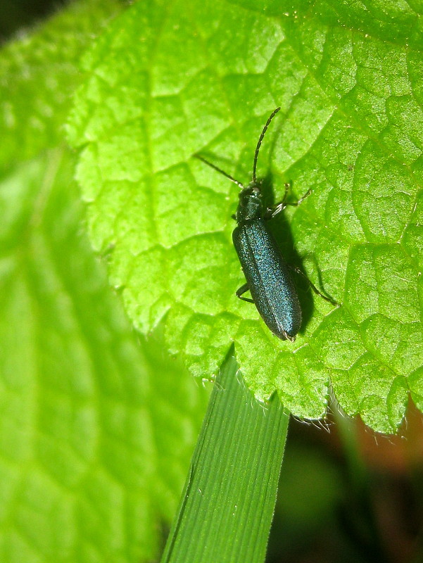 stehnáč  Ischnomera cyanea