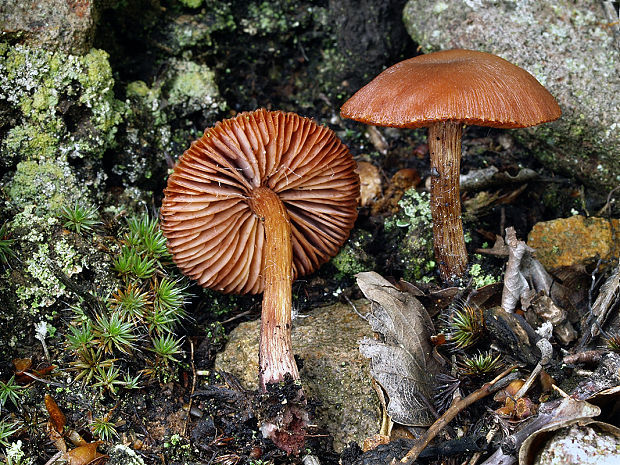 lakovka Laccaria sp.