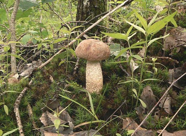 kozák topoľový Leccinum duriusculum (Schulzer ex Kalchbr.) Singer