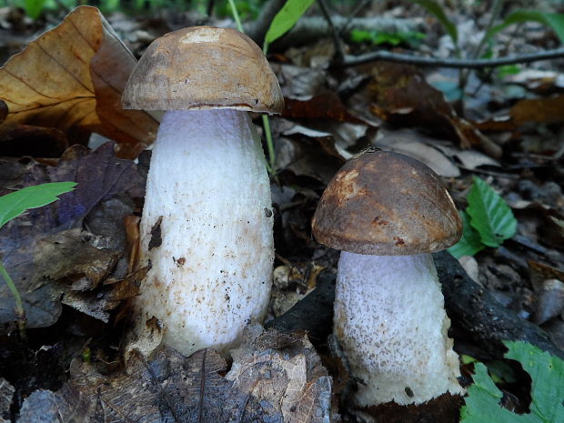 kozák brezový Leccinum scabrum (Bull.) Gray