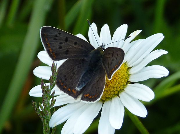 ohniváčik čiernoškvrnný  Lycaena tityrus